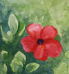 hibiscus